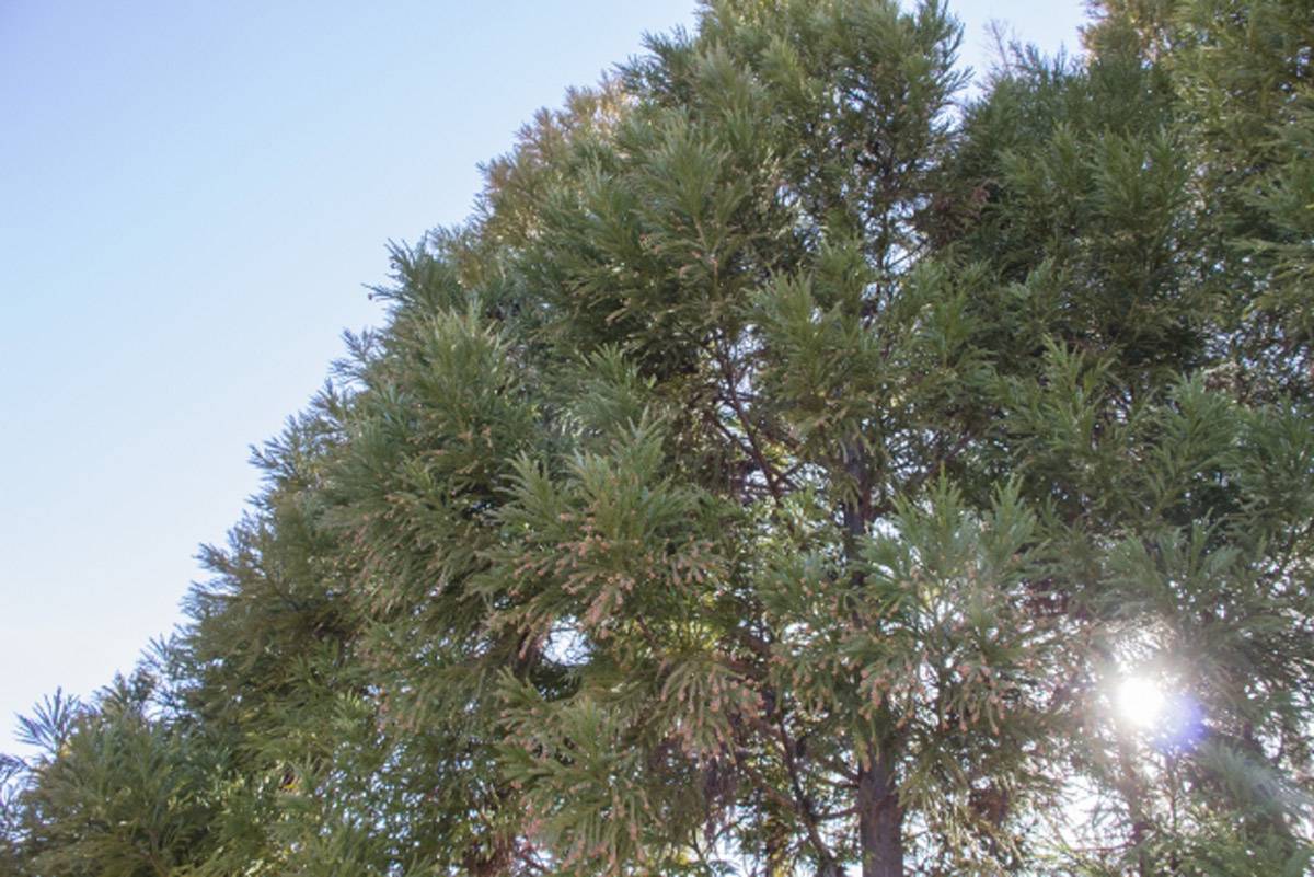 花粉症の薬をいくら飲んでも効き目がなかった男が劇的に症状が治まった方法とは 電脳せどり通信