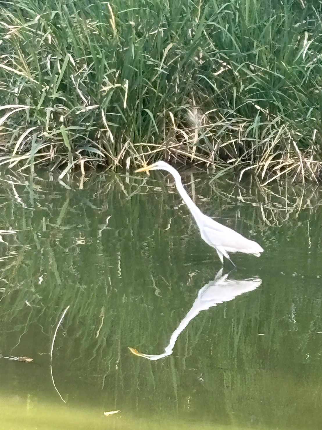 丸山公園